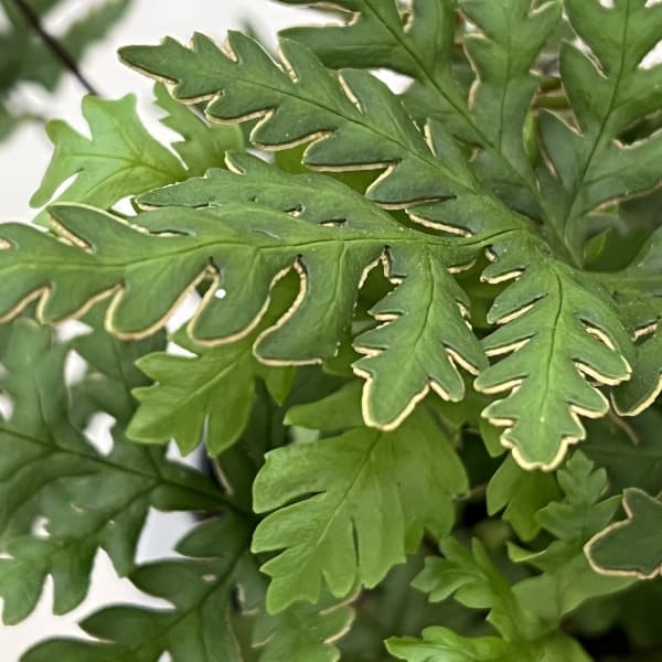ドリオプテリス:コンカラー 5号鉢植え