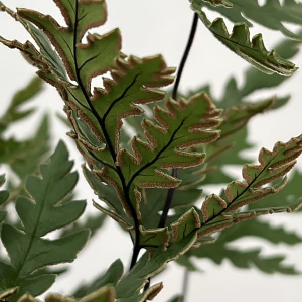 ドリオプテリス:コンカラー 5号鉢植え