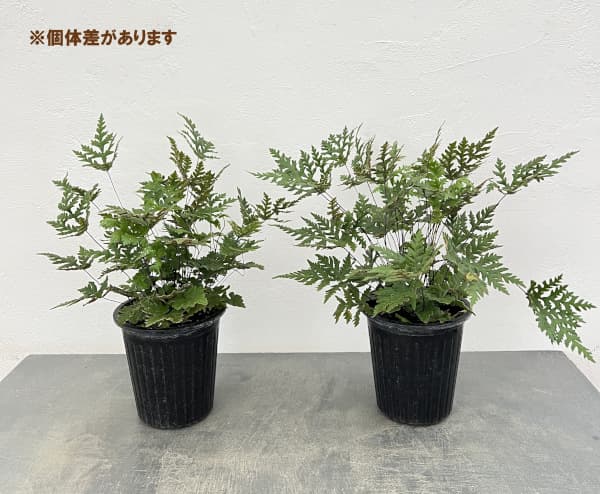 ドリオプテリス:コンカラー 5号鉢植え