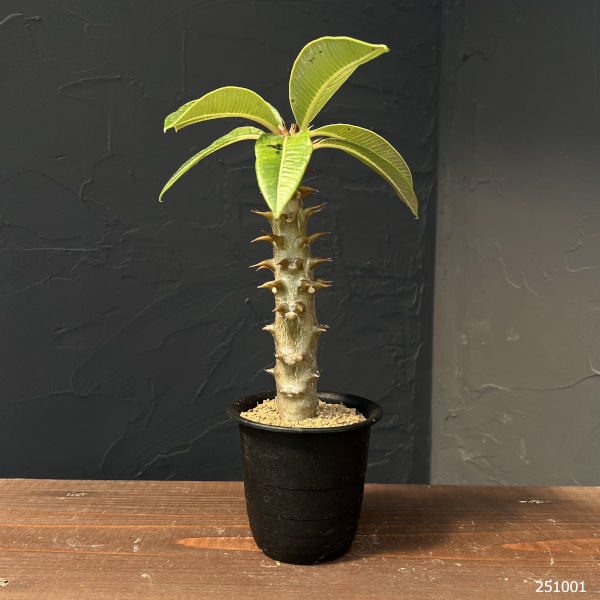 パキポディウム:バロニー 3号鉢植え