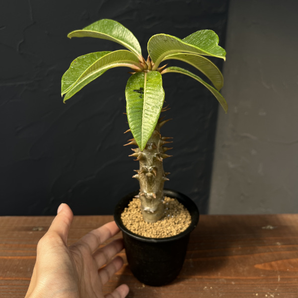 パキポディウム:バロニー 3号鉢植え