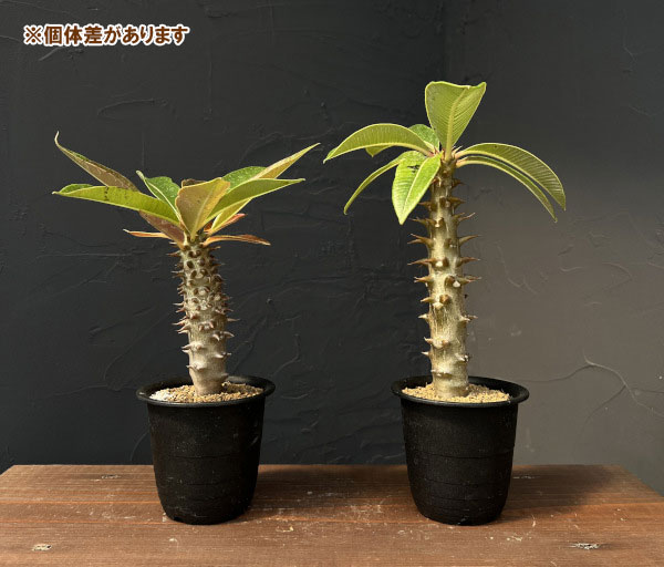 パキポディウム:バロニー 3号鉢植え