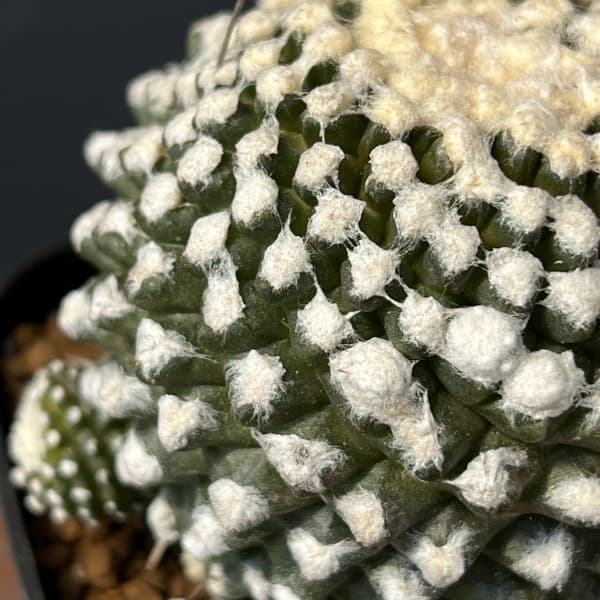 サボテン:コピアポアテヌイシマ・魚鱗玉 3号鉢植え