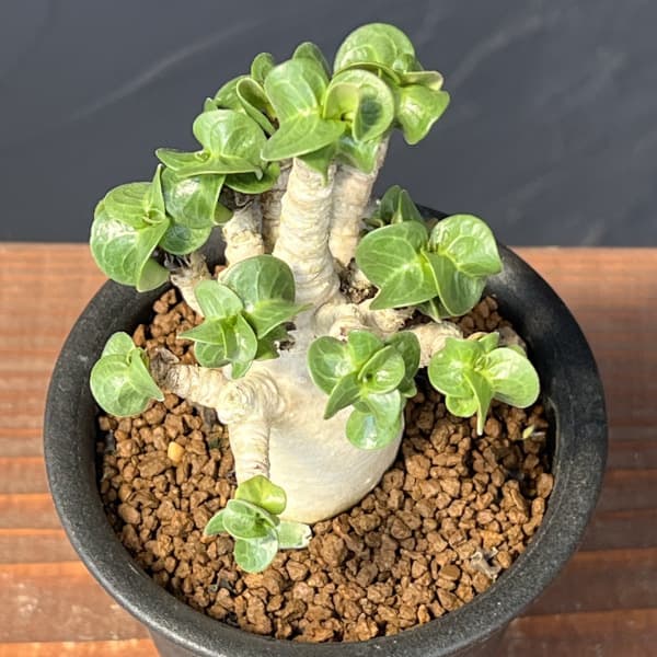 アデニウム:アラビカム 獅子葉 3号鉢植え