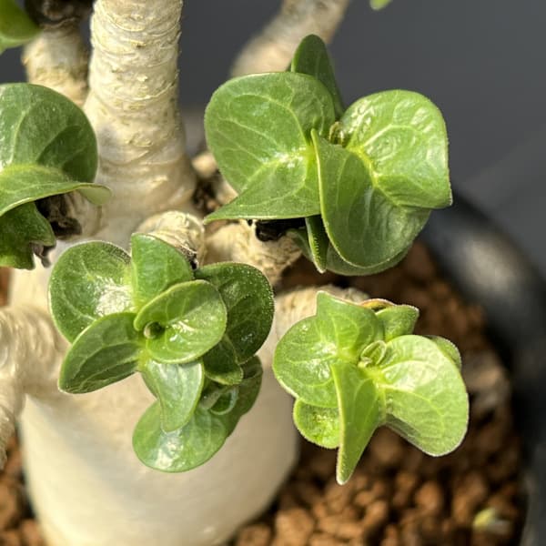 アデニウム:アラビカム 獅子葉 3号鉢植え