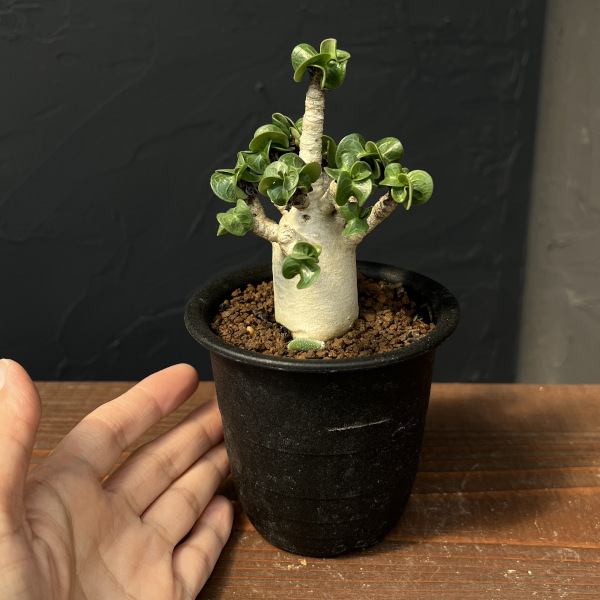 アデニウム:アラビカム 獅子葉 3号鉢植え