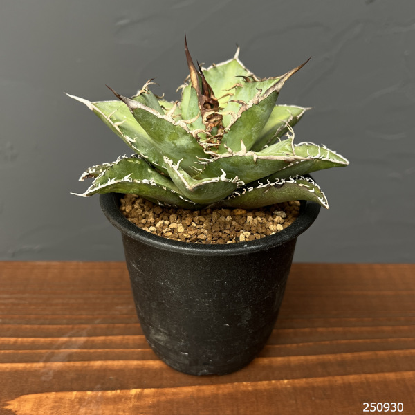 アガベ:オテロイ 3号鉢植え