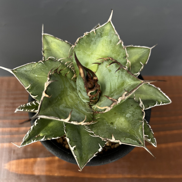 アガベ:オテロイ 3号鉢植え