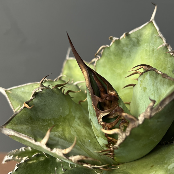 アガベ:オテロイ 3号鉢植え