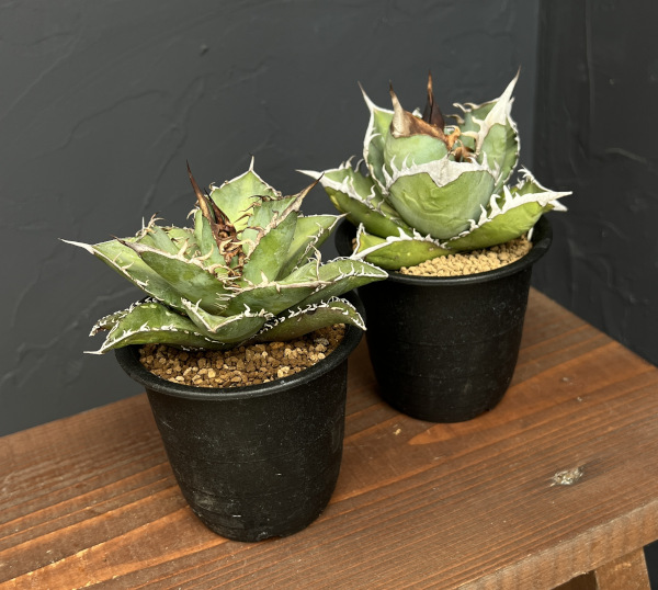 アガベ:オテロイ 3号鉢植え
