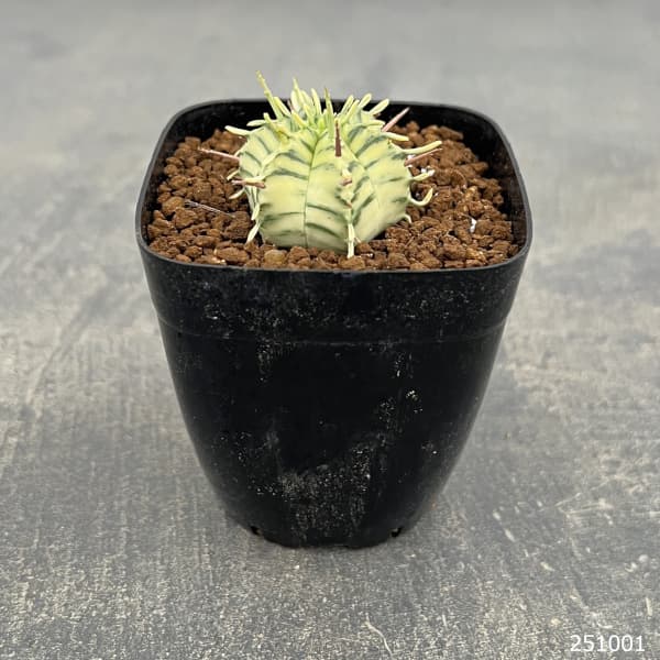 ユーフォルビア:メロフォルミス錦 2.5号スクエア鉢植え*
