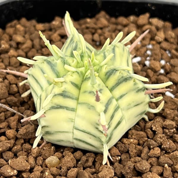 ユーフォルビア:メロフォルミス錦 2.5号スクエア鉢植え*