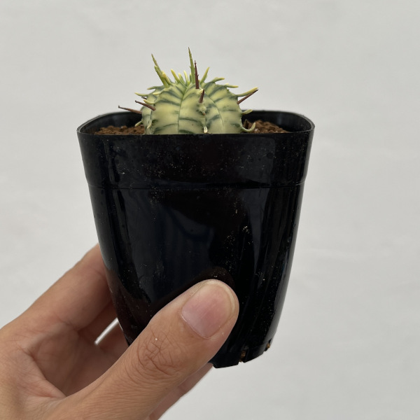 ユーフォルビア:メロフォルミス錦 2.5号スクエア鉢植え*