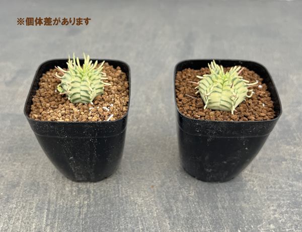 ユーフォルビア:メロフォルミス錦 2.5号スクエア鉢植え*