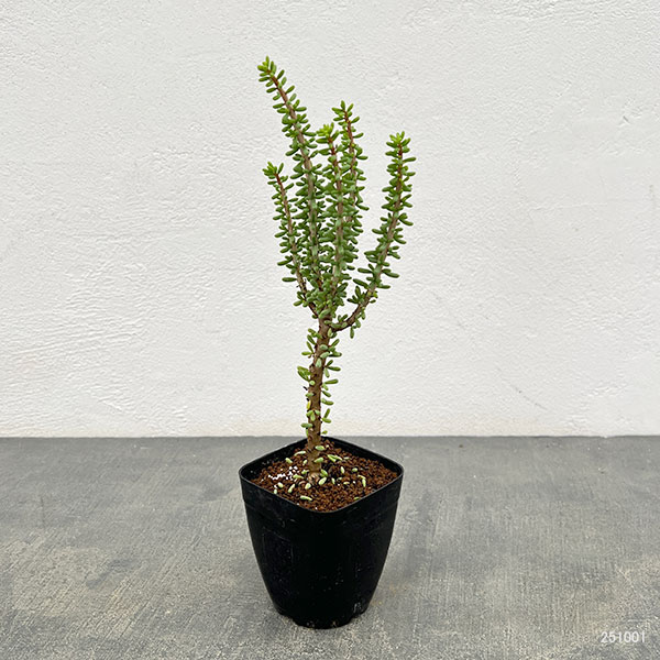 ケラリア:ナマクエンシス 2.5号鉢植え