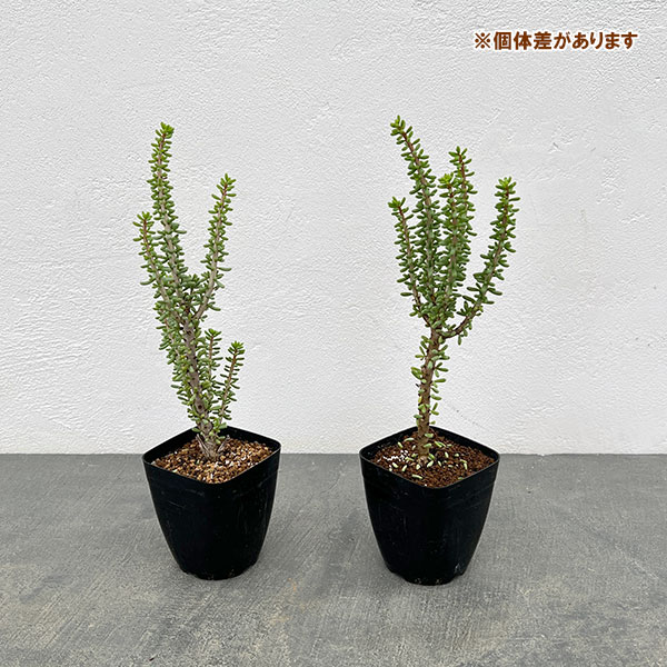 ケラリア:ナマクエンシス 2.5号鉢植え