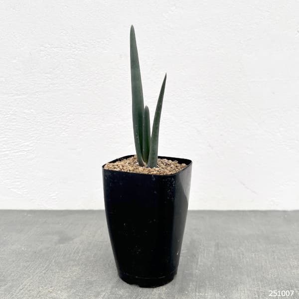 アロエ:スザンナエ 2.5号鉢植え
