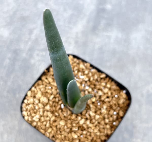 アロエ:スザンナエ 2.5号鉢植え