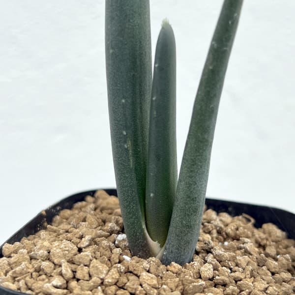 アロエ:スザンナエ 2.5号鉢植え