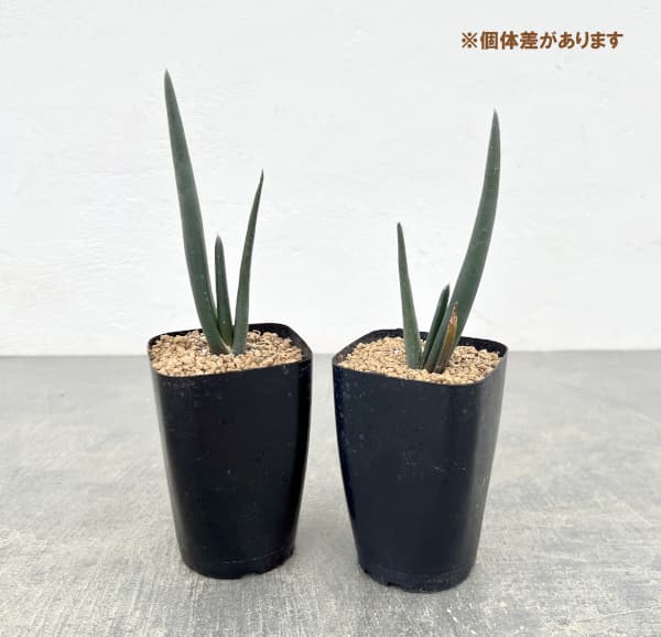 アロエ:スザンナエ 2.5号鉢植え