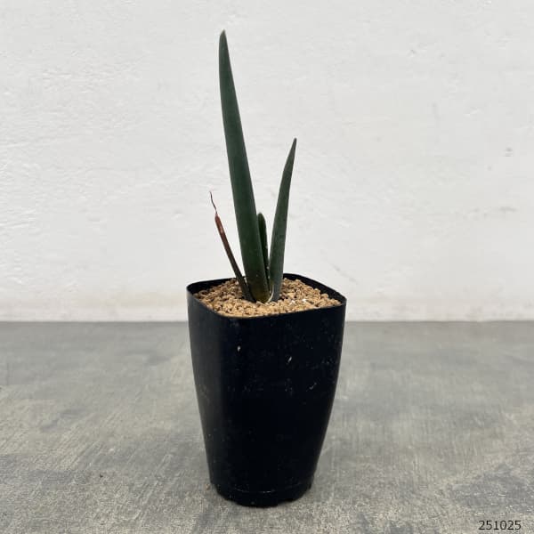 アロエ:スザンナエ 2.5号鉢植え