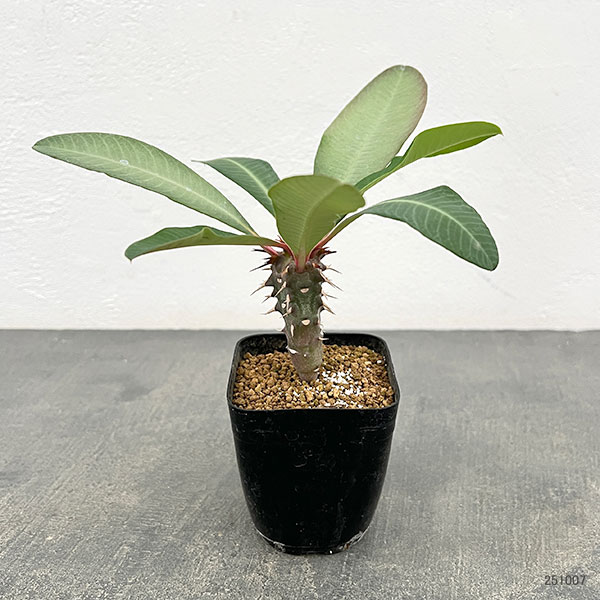 ユーフォルビア:ビグエリー 2.5号鉢植え