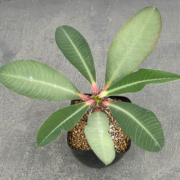 ユーフォルビア:ビグエリー 2.5号鉢植え