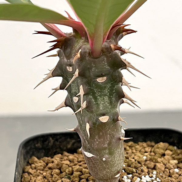ユーフォルビア:ビグエリー 2.5号鉢植え