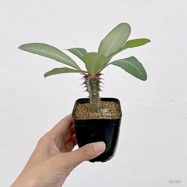 ユーフォルビア:ビグエリー 2.5号鉢植え