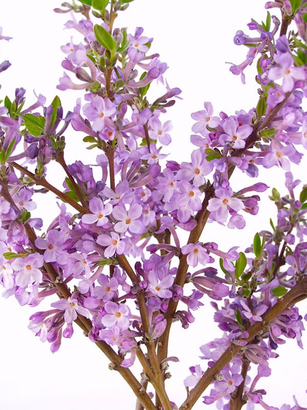 チョウジュザクラ(長寿桜)3.5号ポット