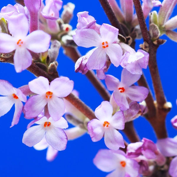 チョウジュザクラ(長寿桜)3.5号ポット