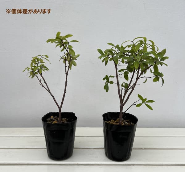 チョウジュザクラ（長寿桜）3.5号ポット