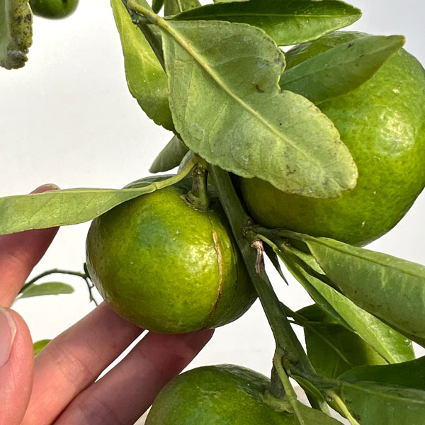 温州みかん：寿太郎4号ロングポット