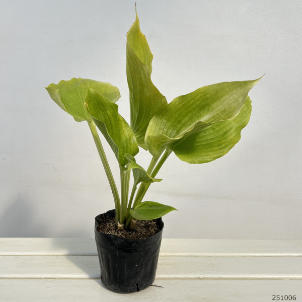 ギボウシ：サムアンドサブスタンス5号ポット