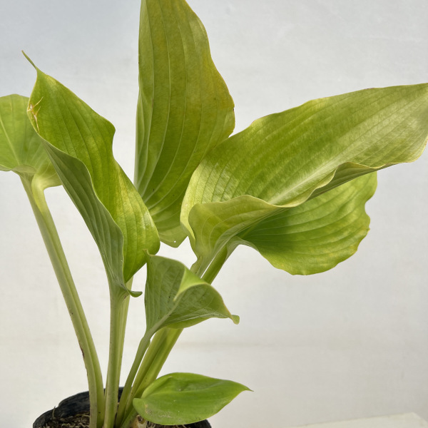 ギボウシ：サムアンドサブスタンス5号ポット