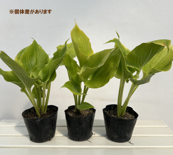 ギボウシ：サムアンドサブスタンス5号ポット