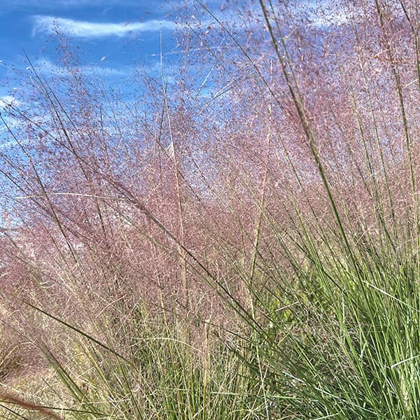 カレックス :フラッカ（グラウカ）3.5号ポット