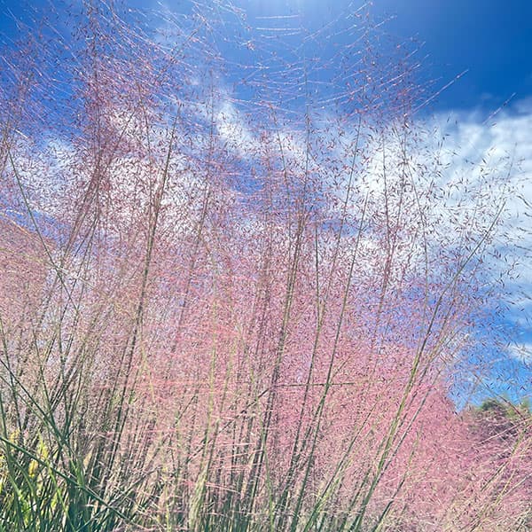 カレックス :フラッカ（グラウカ）3.5号ポット