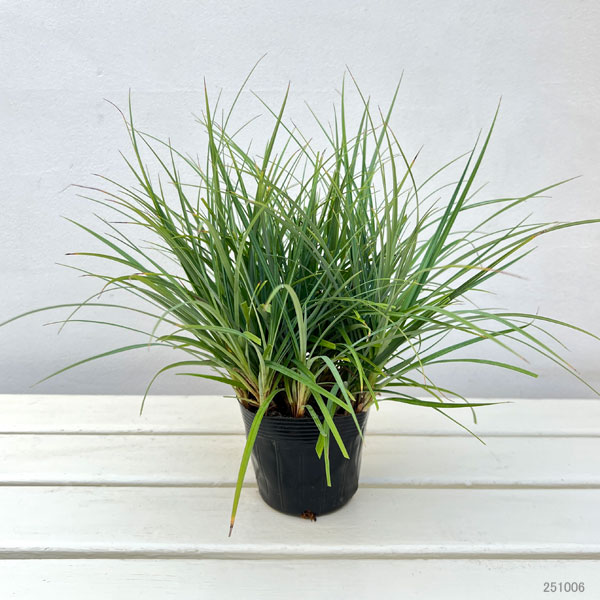 カレックス :フラッカ（グラウカ）3.5号ポット