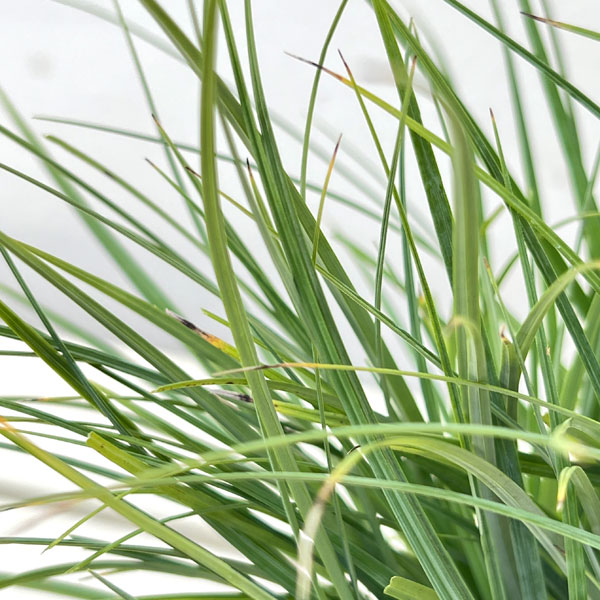 カレックス :フラッカ（グラウカ）3.5号ポット