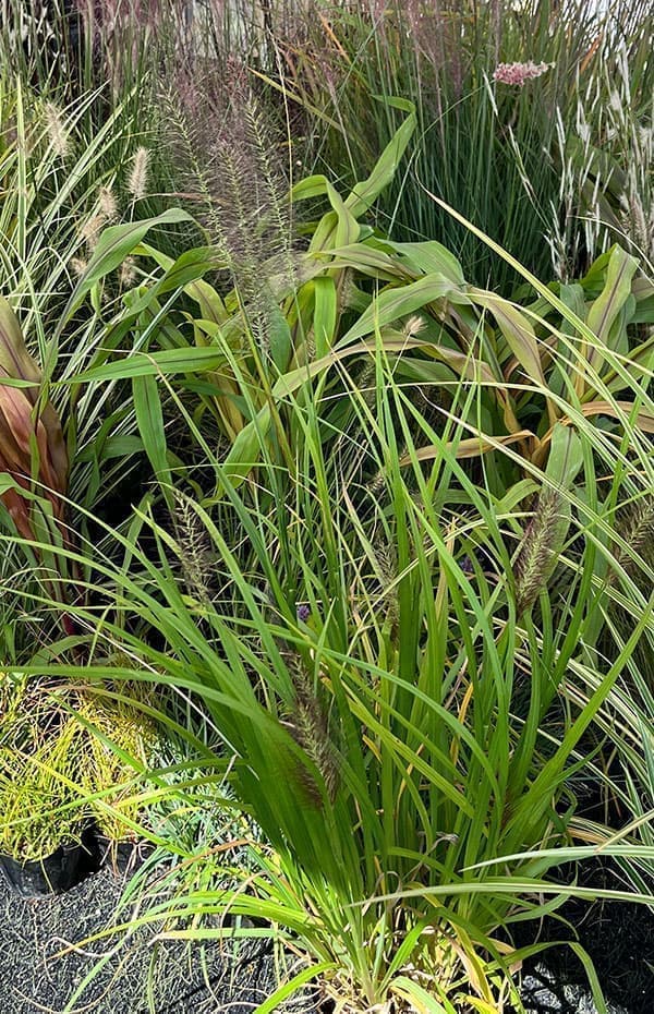 ペンニセツム(ファウンテングラス):アロペクロイデス ビリデスケンス(赤穂)5号鉢植え