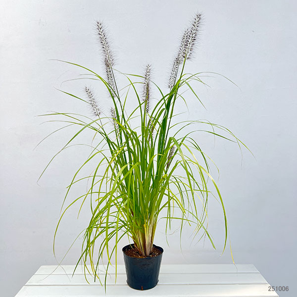 ペンニセツム（ファウンテングラス）：アロペクロイデス  ビリデスケンス（赤穂）５号鉢植え