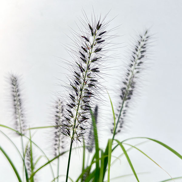 ペンニセツム（ファウンテングラス）：アロペクロイデス  ビリデスケンス（赤穂）５号鉢植え