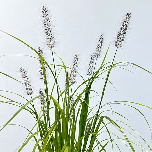 ペンニセツム（ファウンテングラス）：アロペクロイデス  ビリデスケンス（赤穂）５号鉢植え