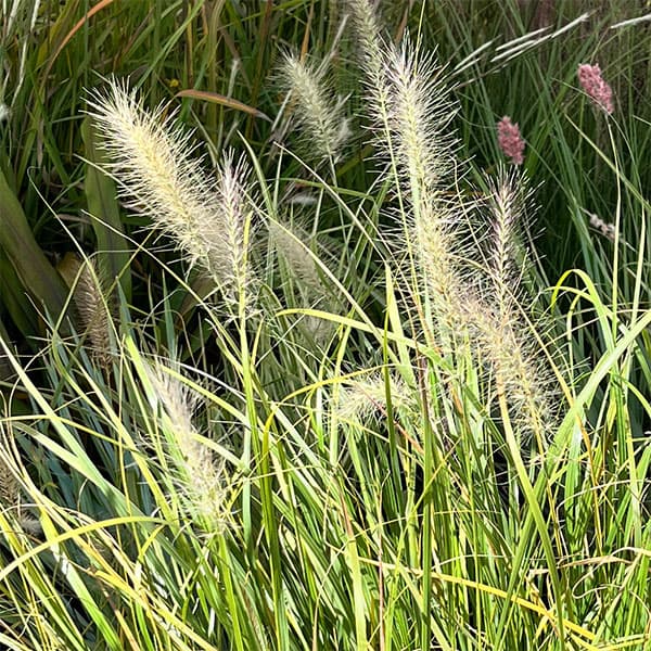 ペンニセツム（ファウンテングラス）：アロペクロイデス  ビリデスケンス（白穂）6号鉢植え