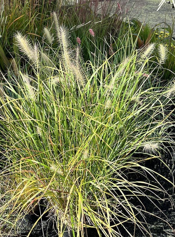 ペンニセツム（ファウンテングラス）：アロペクロイデス  ビリデスケンス（白穂）6号鉢植え