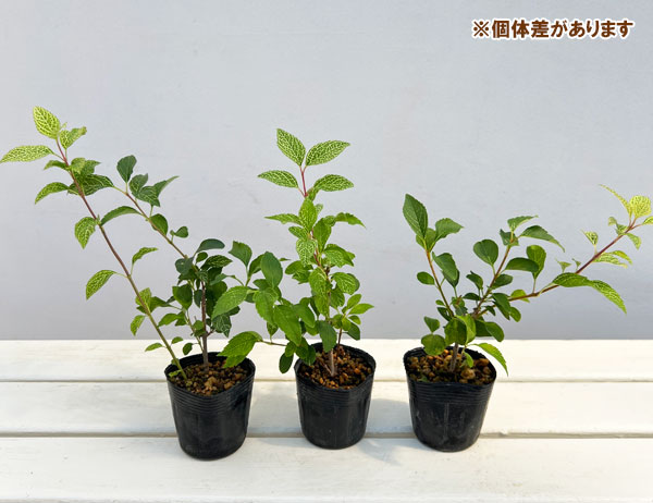 レンギョウ：網目斑入り 2.5号ポット