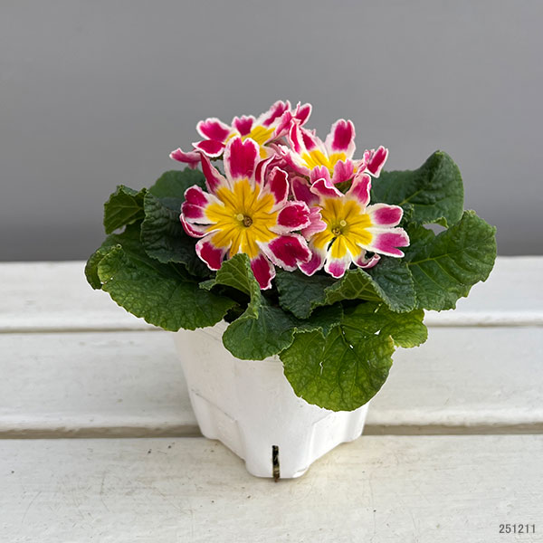 プリムラ: スターフィーバー ピンク3-3.5号ポット