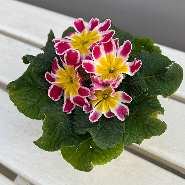 プリムラ: スターフィーバー ピンク3-3.5号ポット