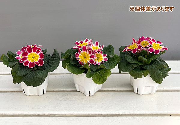 プリムラ: スターフィーバー ピンク3-3.5号ポット